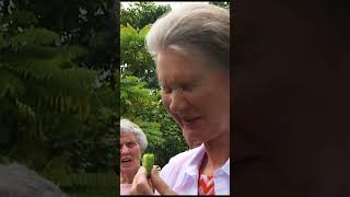 Costa Rica Travels: Miracle Fruit and Hummingbirds #shorts  #travel