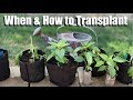 When & How to Transplant Indoor Seedlings Into Larger Containers / Spring Garden Series #5