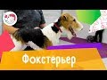 Фокстерьер. Особенности, уход