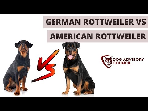 जर्मन रॉटवीलर बनाम अमेरिकन रॉटवीलर (अंतर)