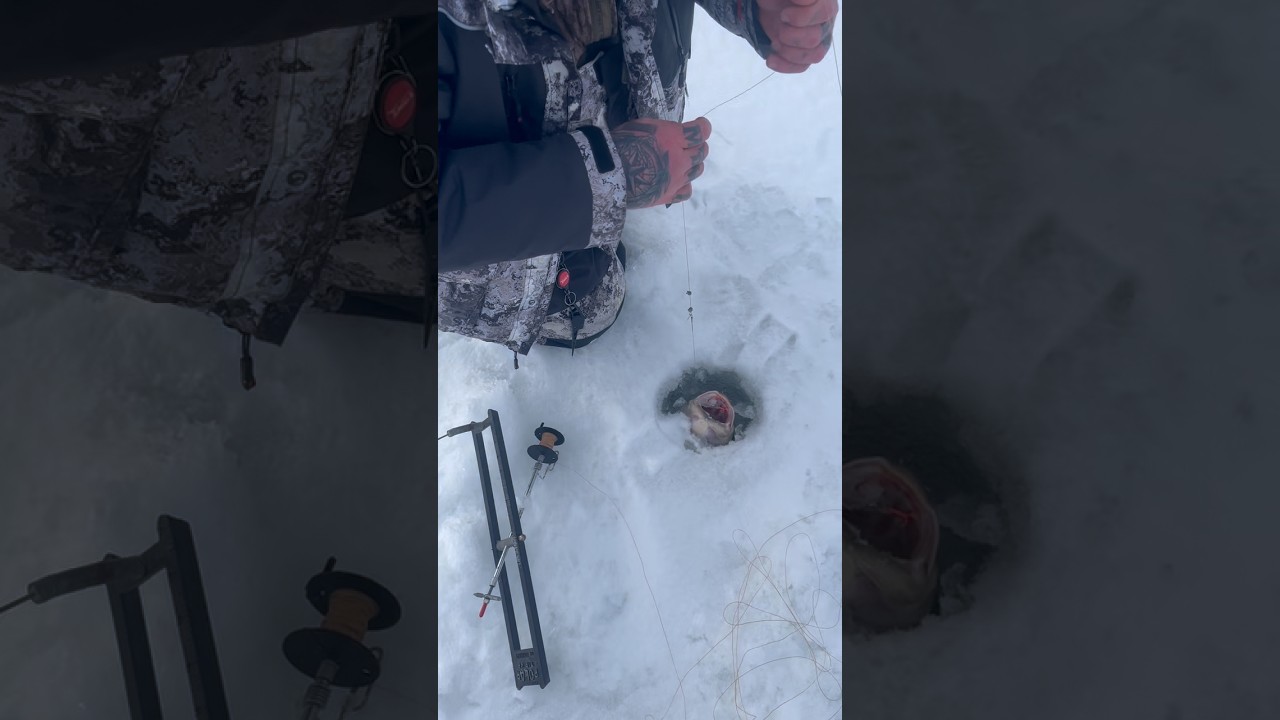 Вы когда-нибудь ловили пенсильванскую акулу-собаку подо льдом? 