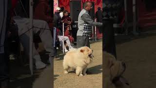 Best Chow Chow Dog###.   Dog show Patiala