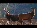 Благородные олени - Время сбрасывать рога! | Film Studio Aves