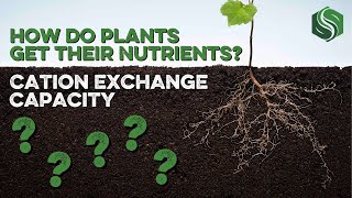 How Do Plants Get Their Nutrients?  Cation Exchange Capacity (CEC) Explained!