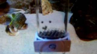 African Cichlid Tank 2010 Mar 25 Tumbling device new version