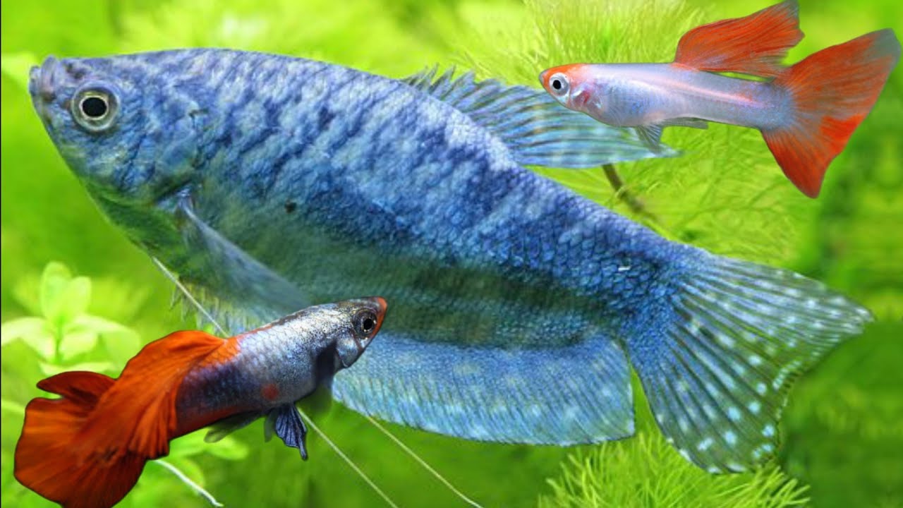 Can dwarf gouramis and guppies live together? can guppies and dwarf