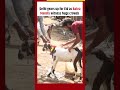 Delhi gears up for eid as Bakra Mandis Witness Huge Crowds #bakra #eid