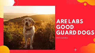 Do Labradors Make Good Guard Dogs?