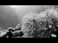 Koh tao showreel 2013 by fakeye