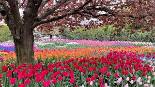 Beautiful Mount Vernon | Tulip Festival 2021