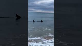Avistan un tiburón peregrino en la playa de Zarautz