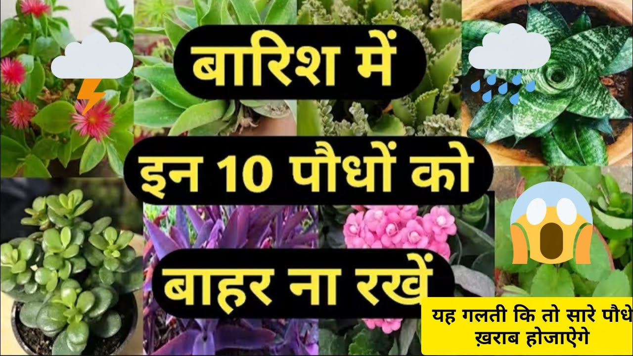 बारीश शोरों होने से पहले जान लें ये जरूरी बातें !बरसात में कोनसे पौधों को बाहर नहीं रखना चाहिए 🌧️⛈️😱