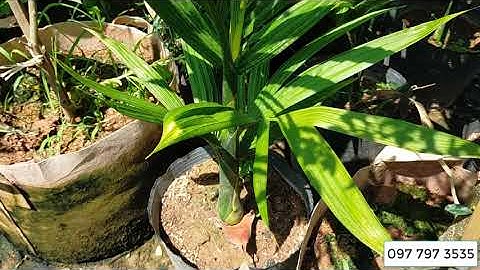 Bán buôn cây cau bốn mùa giống 0977973535