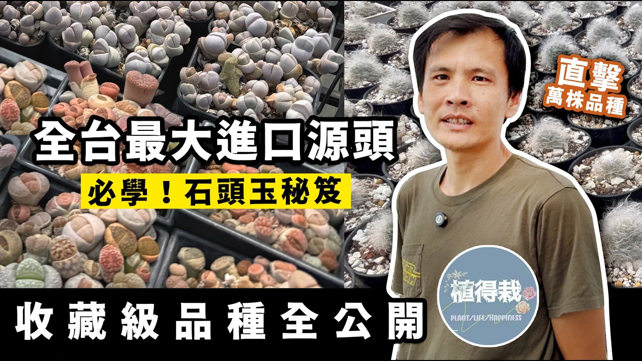 台灣多肉進口源頭直擊！從稀有番杏到收藏級仙人掌，大盤商基地全公開