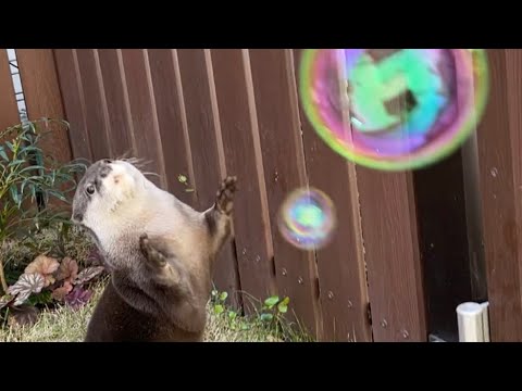 ??????? ??????????????????????? ? Played with otter and soap bubbles