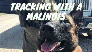 Tracking with my Malinois | Grassroots k9