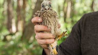 Kestrel Rehab Success: All 6 Chicks Make it to Ringing Day | Mr & Mrs Kes | Robert E Fuller