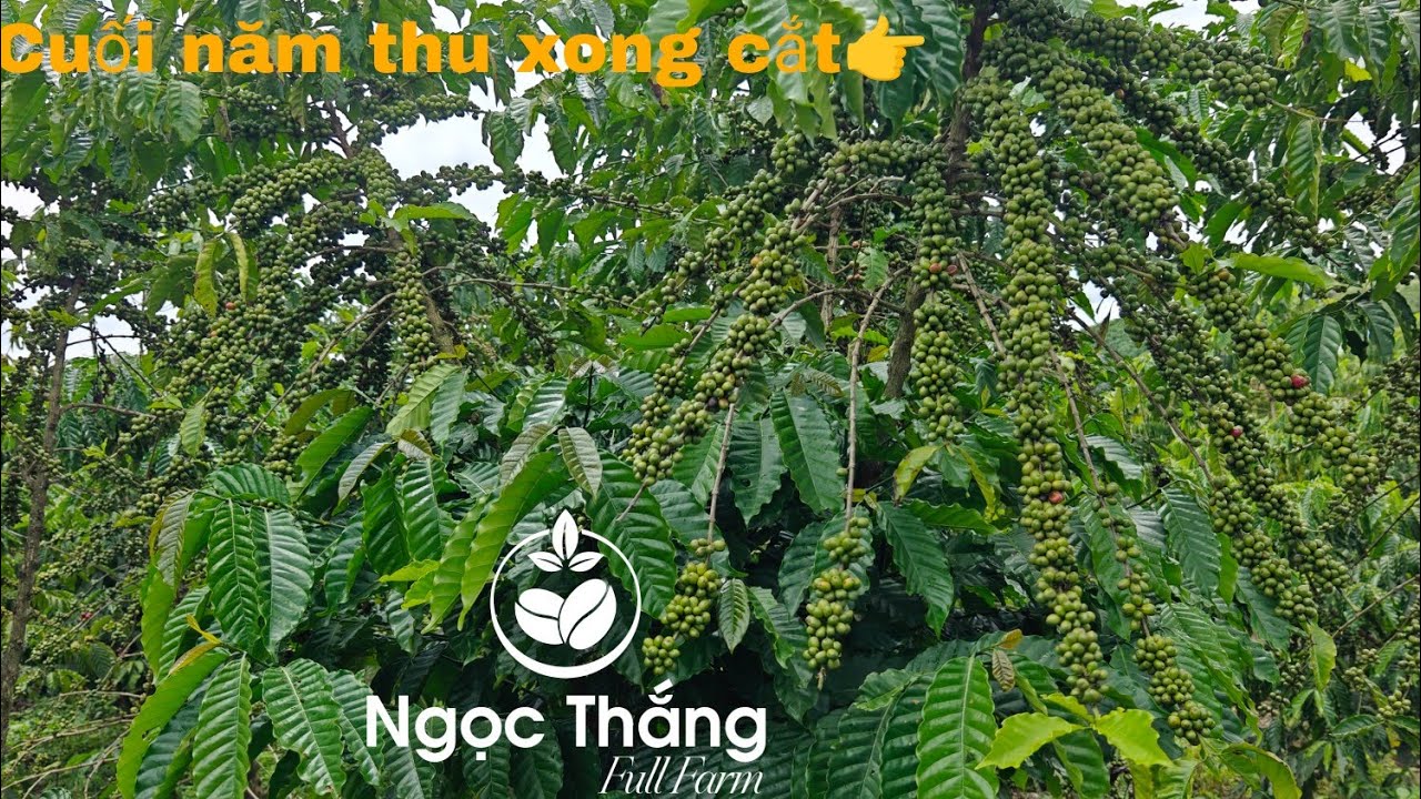 Mục đích cắt đầu cành cà phê. Cắt thời điểm nào cho hiệu quả ☎️0979 940 779