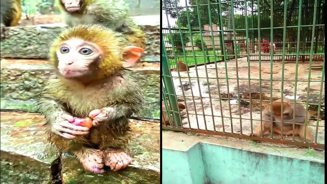 monkey funny video 🤞 funny video funny video - YouTube