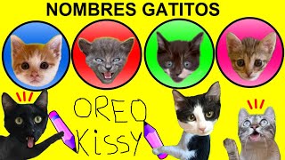 Nuevo gatito reaccionando a nombres para los tres gatitos en casa / Videos de gatos Luna y Estrella