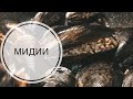 ТУРЕЦКАЯ КУХНЯ /ФАРШИРОВАННЫЕ МИДИИ / КАК ПРИГОТОВИТЬ МИДИИ В ДОМАШНИХ УСЛОВИЯХ?