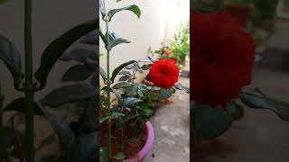 today blessings light red rose planting gardening flower nature lovers
