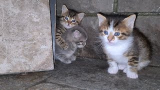 Incredibly beautiful tiny kittens.