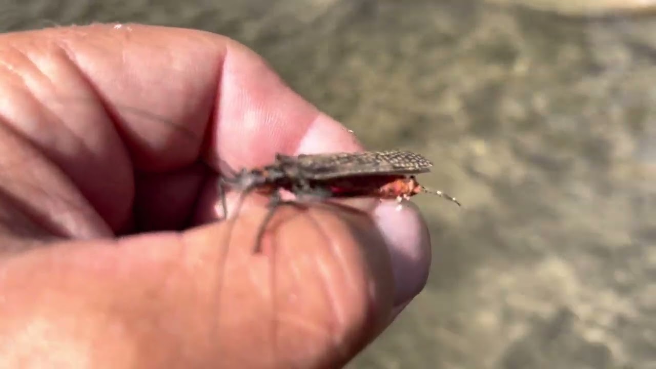 Salmon fly hatch on the upper Kern River! YouTube