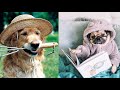 Funny and Smart Dogs Compilation 😍 Cute Puppies Doing Funny Things