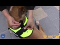 Julius-K9.co.uk: K9 dog harness vs. IDC dog harness Julius-K9.co.uk: K9 dog harness vs. IDC dog harness