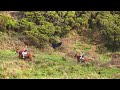 Rb bulls  searching the fugitive dangerous  hidden bulls  terceira island  azores  portugal