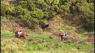 RB Bulls  Searching The Fugitive, Dangerous & Hidden Bulls  Terceira Island  Azores  Portugal