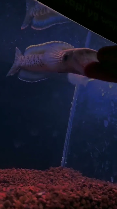 story wa Channa stewarti mangap' #bangfish #andrao #fajararief #channa #story #stewarti