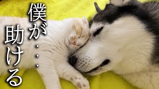 体調不良のハスキー犬をつきっきりで一日中看病した猫がこちら...