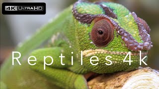 Reptiles: Chameleon, Crocodile, Lizard, Snake etc. 4k (Ultra HD) ⎜Relaxing Music⎜Earth from Above screenshot 5
