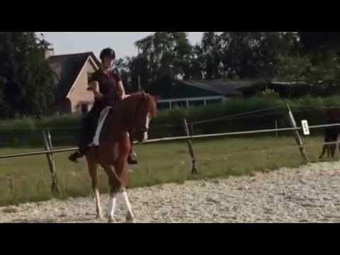 Leerling vermoeidheid Verspilling E pony te koop: 8 jarige ruin Z2 dressuur en L springen (Orchid's Gandor) -  YouTube