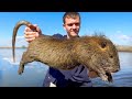 These giant invasive rats are destroying louisiana