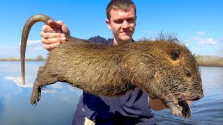 These Invasive Rats are Destroying Louisiana