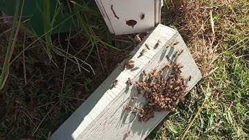 Adding feeder to get 2 frame mating nuc ready for winter.