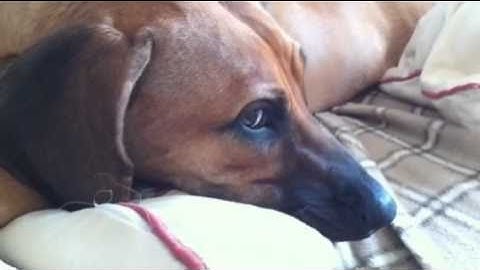 Kaylie chess interview (Chessworld.net)