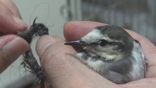 【野鳥保護】捕らわれのセキレイちゃん~第一回目の足枷の異物取り除き手術(^^;) セキレイ 検索動画18 【野鳥保護】捕らわれのセキレイちゃん~第一回目の足枷の異物取り除き手術(^^;) セキレイ 検索動画 18