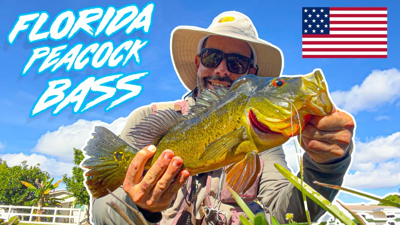 Solo Tourist in Miami – Peaock Bass Fishing