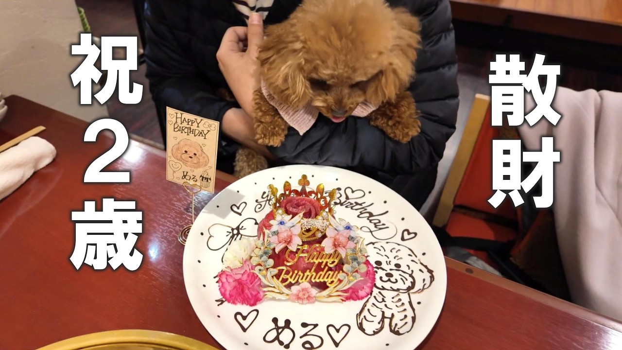 #34 【 2歳お誕生日🎂 】夫婦で愛犬を全力おもてなし / 焼肉屋さんで肉ケーキ🍗 / お父ちゃんお母ちゃんからのプレゼント