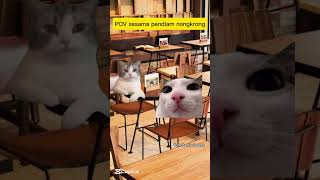 POV sesama pendiam nongkrong #kucing #meme #cat