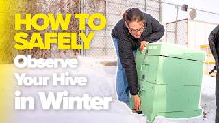 How to Safely Observe Your Hive in winter | Worker & Hive