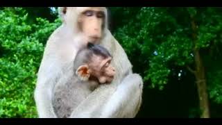 کشتن بچه میمون بیچاره #میمون #bibihehe #manki