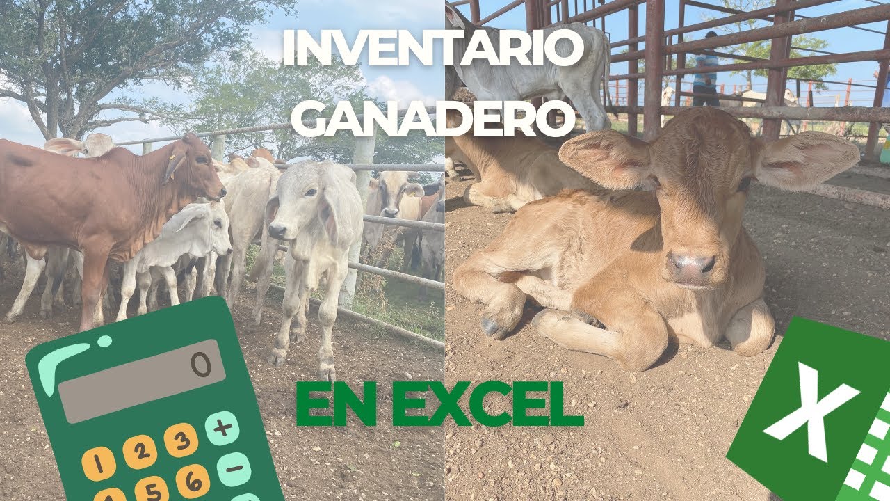 Inventario Ganadero en Excel con Tablas Dinámicas - YouTube