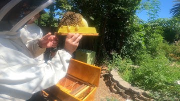 Top Bar Hive Inspection