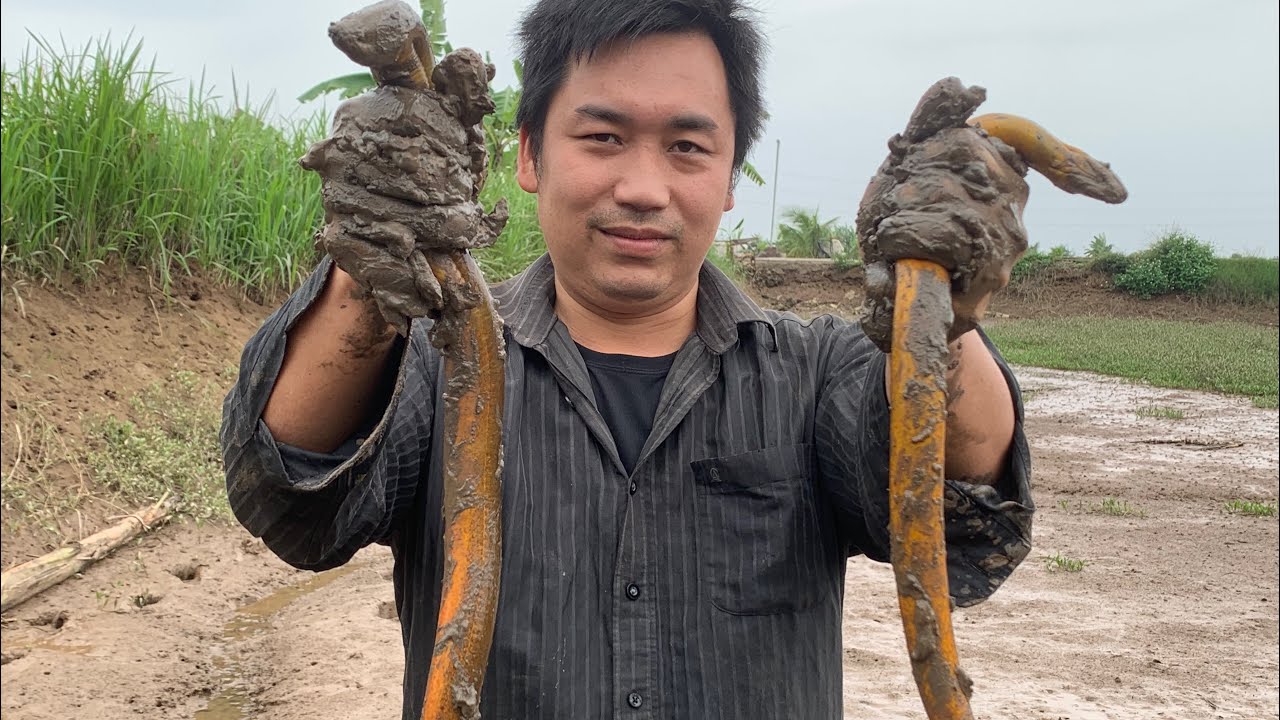 Eel Hunting in the Dry Season | about cooking eel