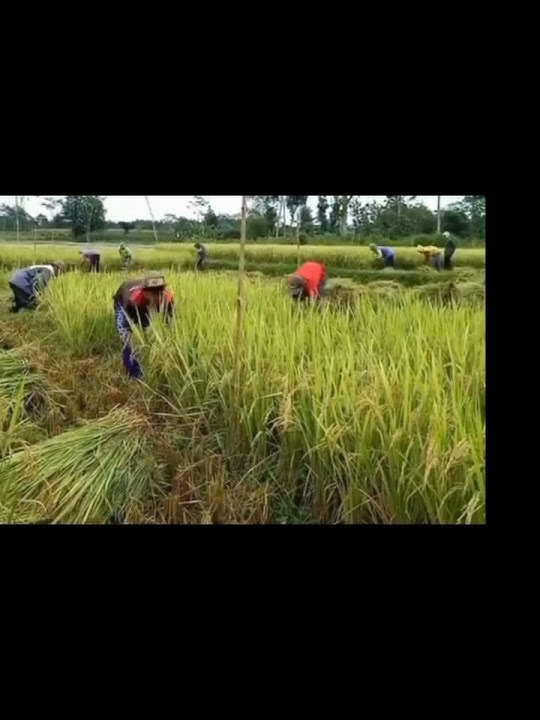 kembalikan hari indah kami